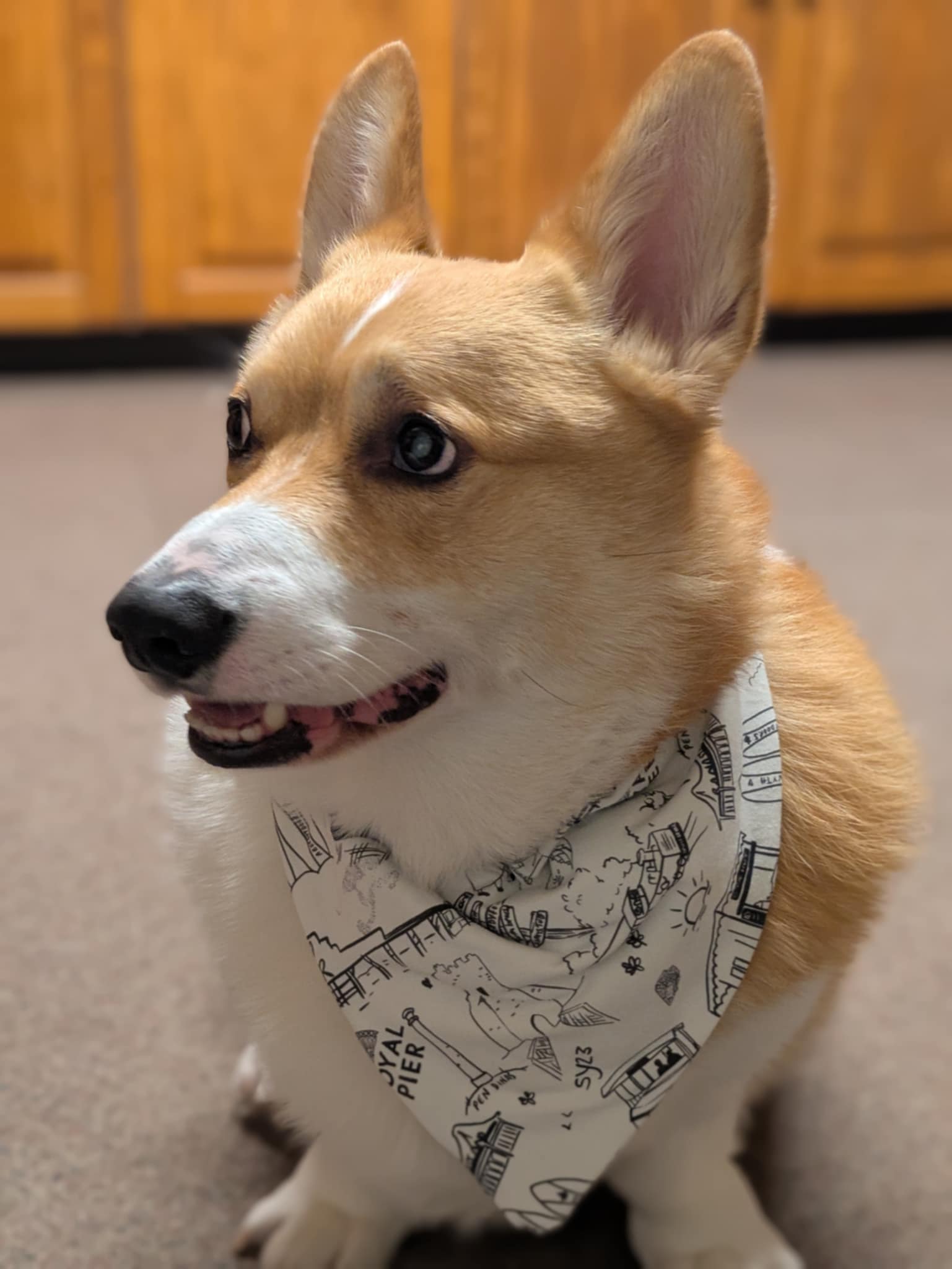 Aberystwoof dog neckers