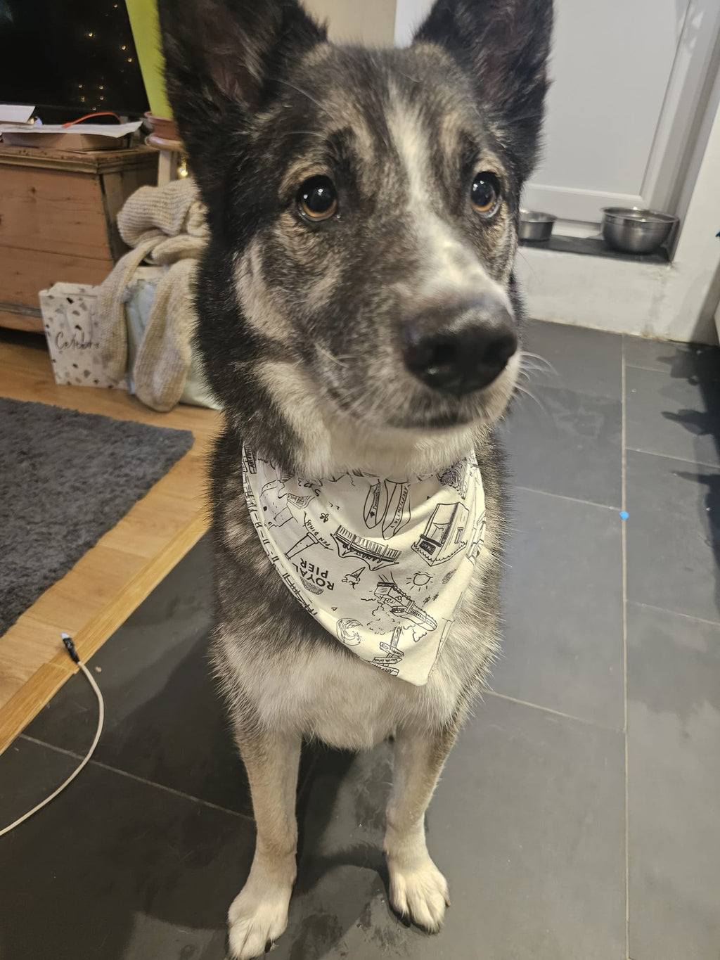 Aberystwoof dog neckers