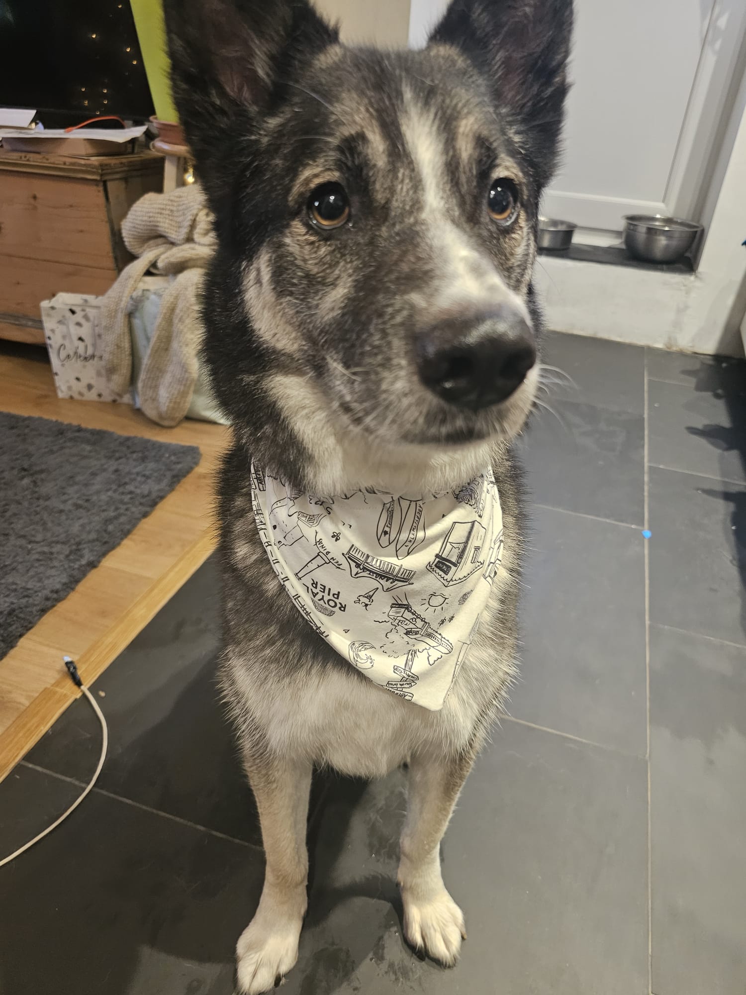 Aberystwoof dog neckers